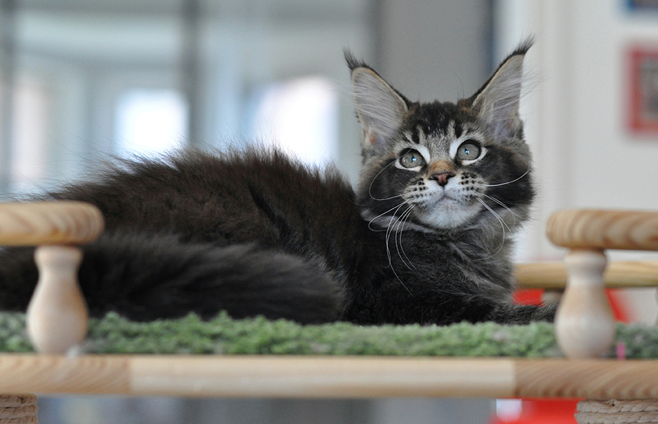 black ticked Maine Coon Caramel's Roma