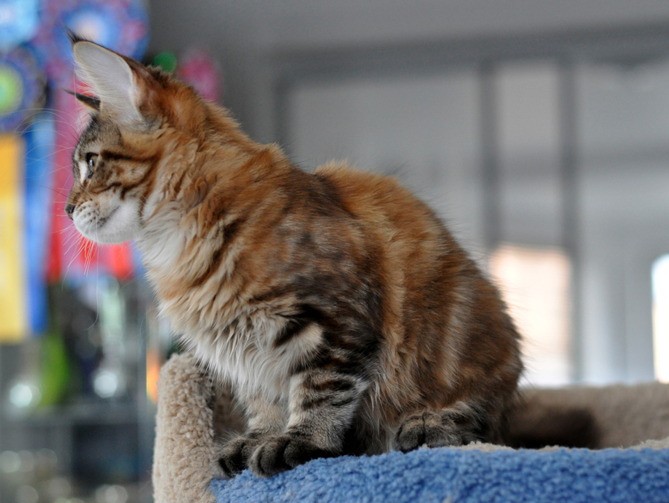 Rosalind, turtle tabby marble girl Maine Coon