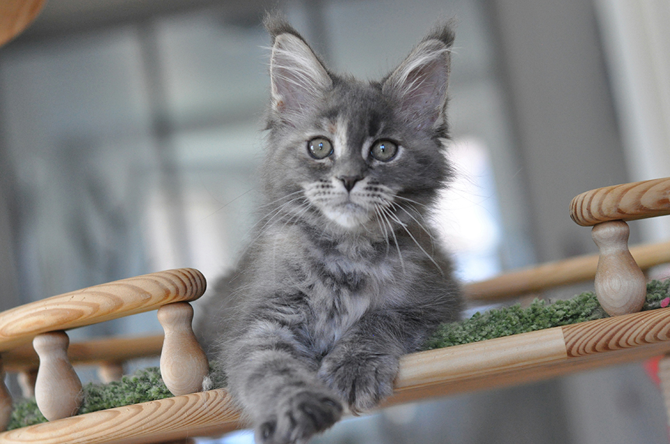 blue maine coon girl 