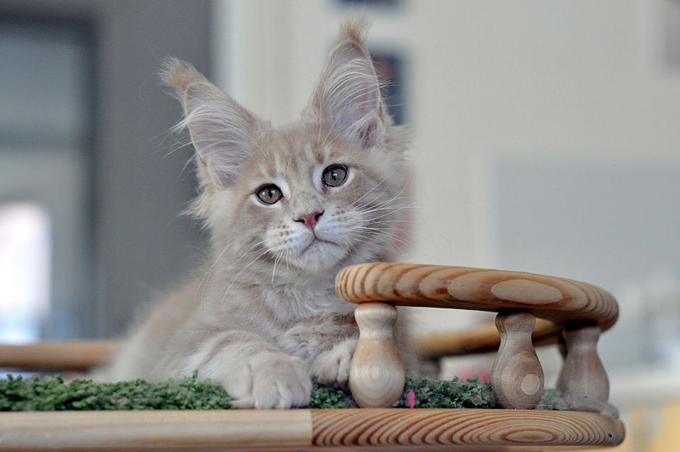 very beautiful Maine Coon