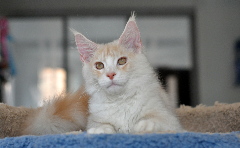 Kitten Maine Coon Sheikh from kennel Caramel