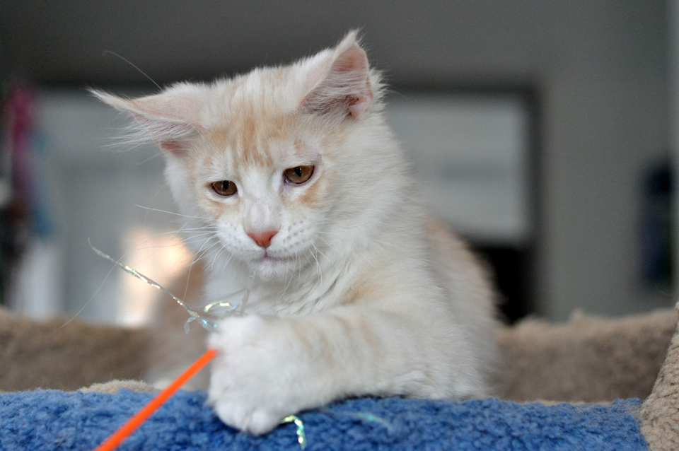 Kitten Maine Coon Sheikh from kennel Caramel