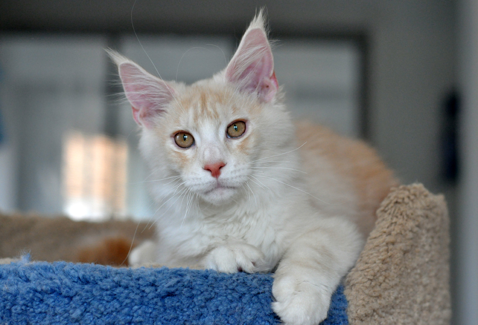 КKitten Maine Coon Sheikh from kennel Caramel