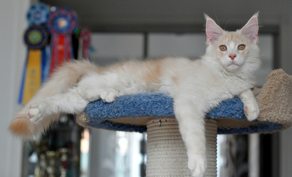 Kitten Maine Coon Sheikh from kennel Caramel