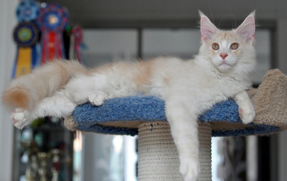 Kitten Maine Coon Sheikh from kennel Caramel