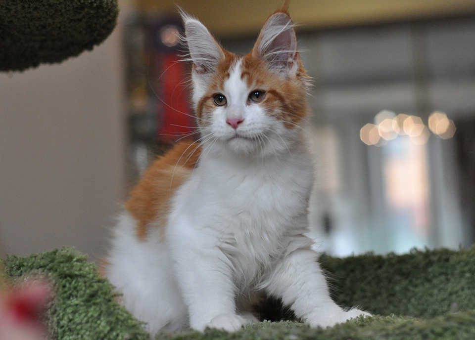 maine coon kitten