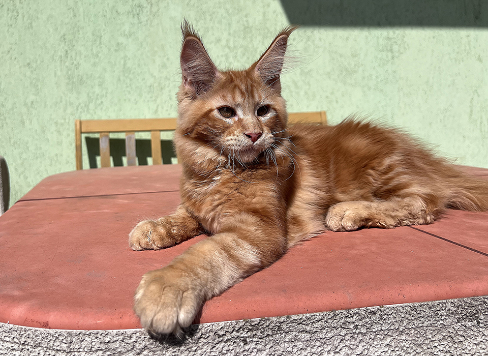 мейн кун котенок рыжий 