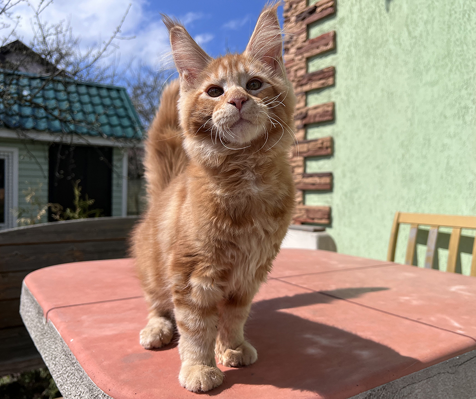 мейнкун рыжий питомник Caramel