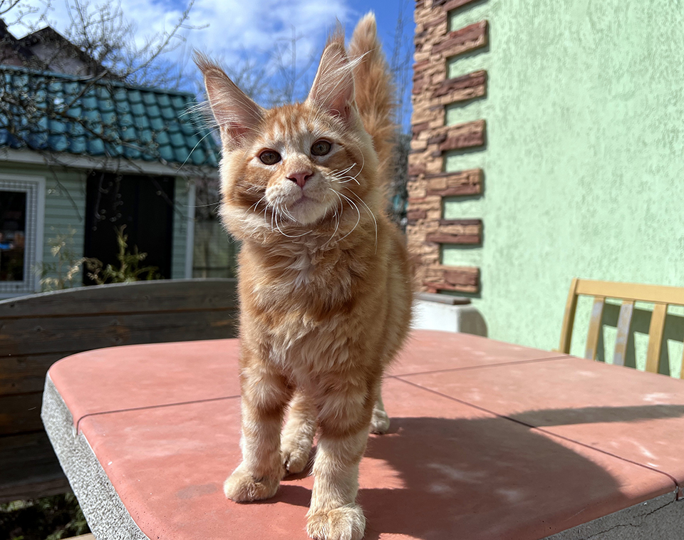 рыжий котенок мейн кун Уберто