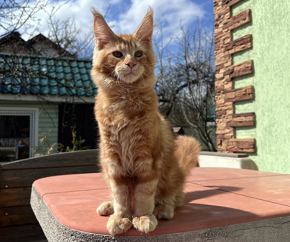 mainecoon kittens