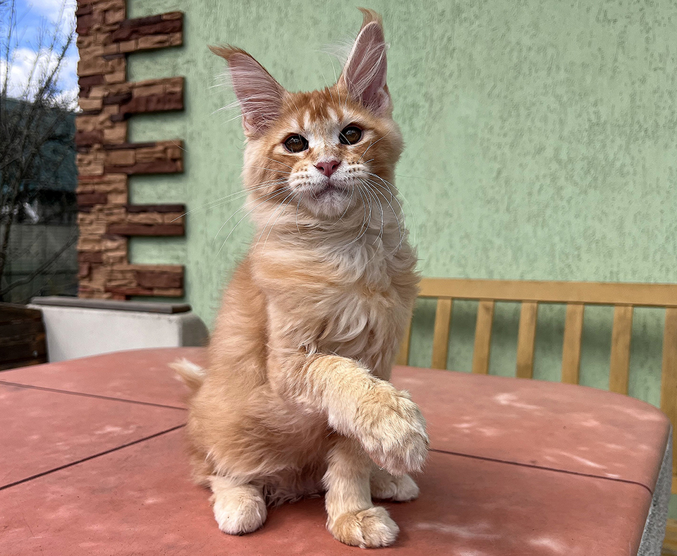 Юджин рыжий котенок  мейнкун