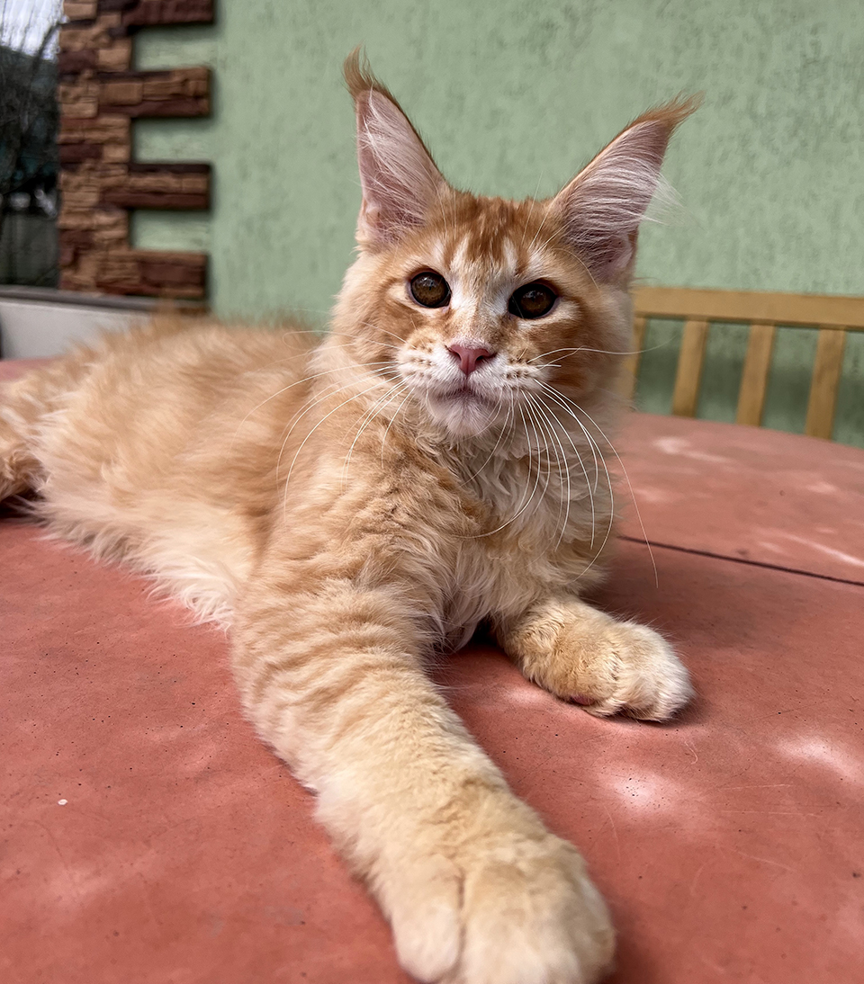 котенок мейн кун рыжий
