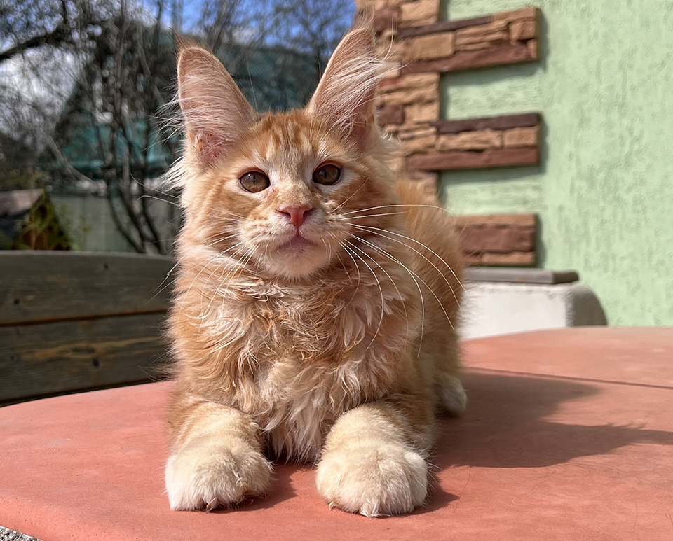Ulysses рыжий котенок мейнкун