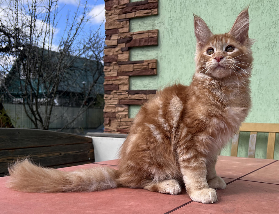 котенок мейн кун рыжего окраса 