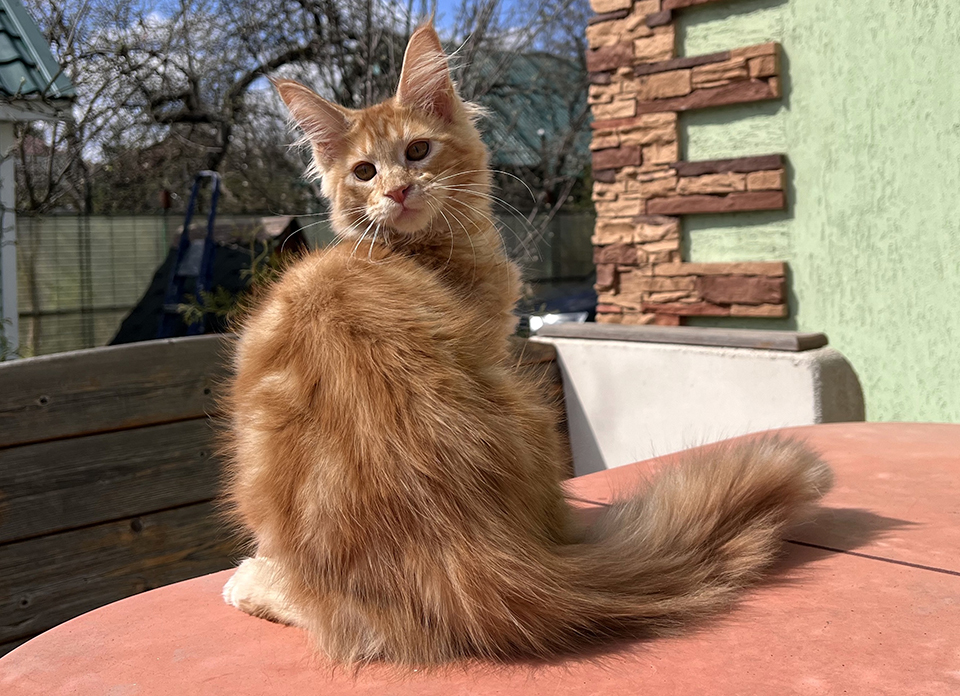 Ulysses рыжий котенок мейн кун
