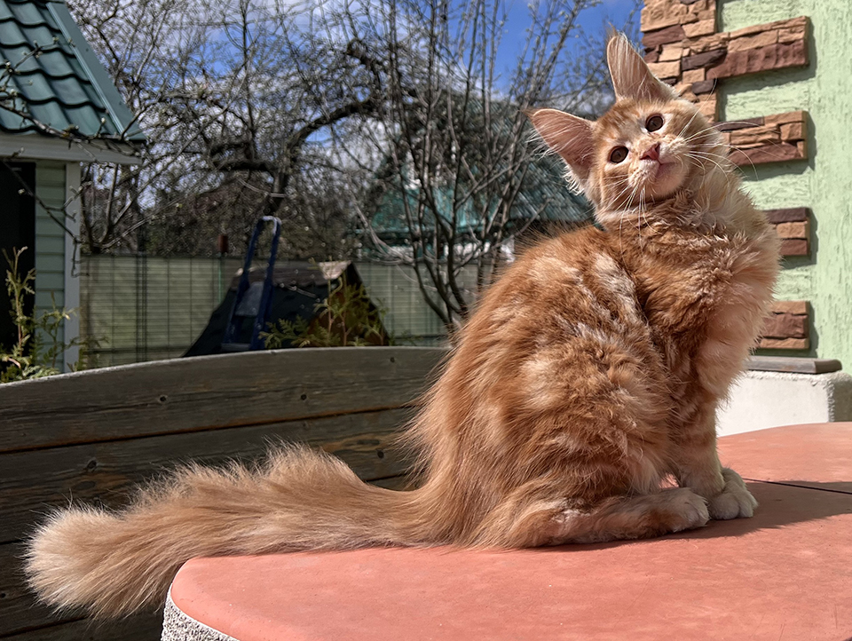 рыжий котенок мейн кун из питомника 