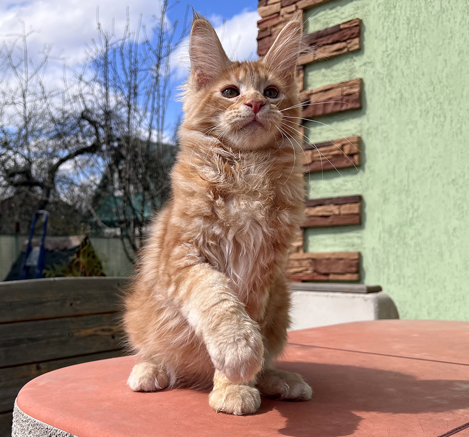Ulysses рыжий котенок мейн кун