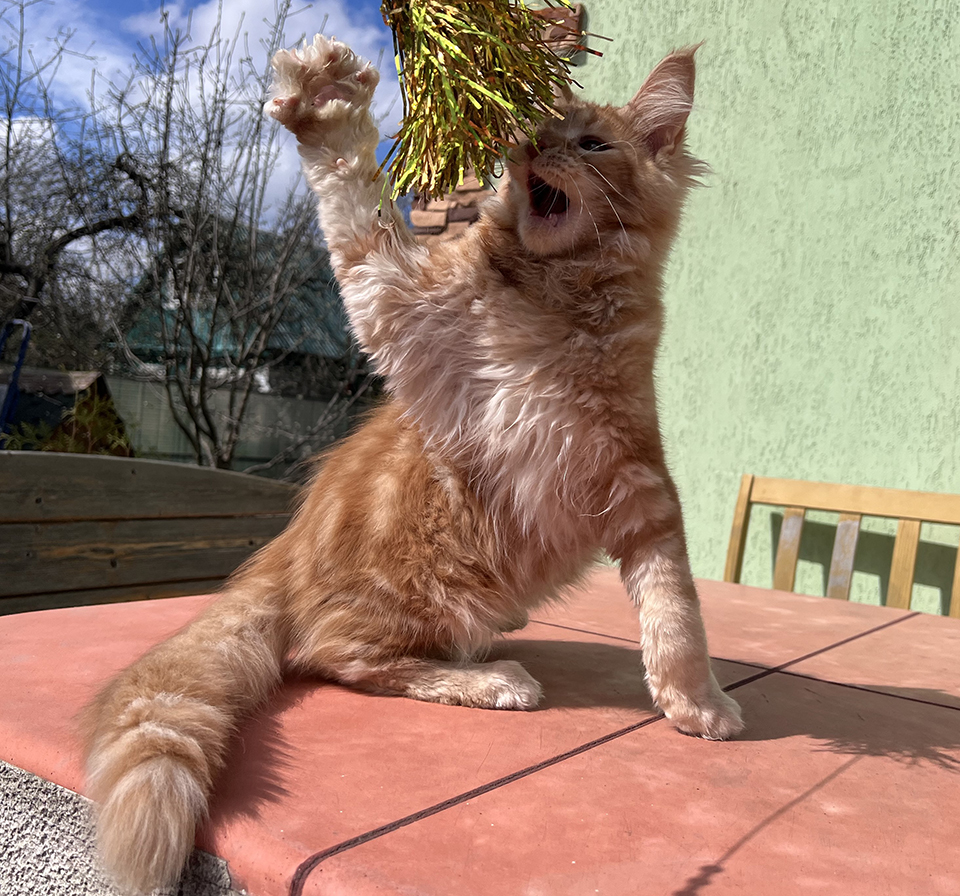 Юлис котенок породы мейн кун. Рыжий кот