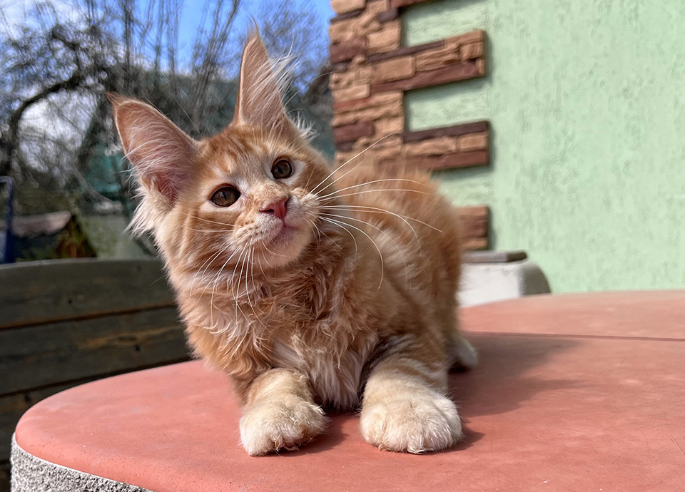 Ulysses рыжий котенок мейнкун