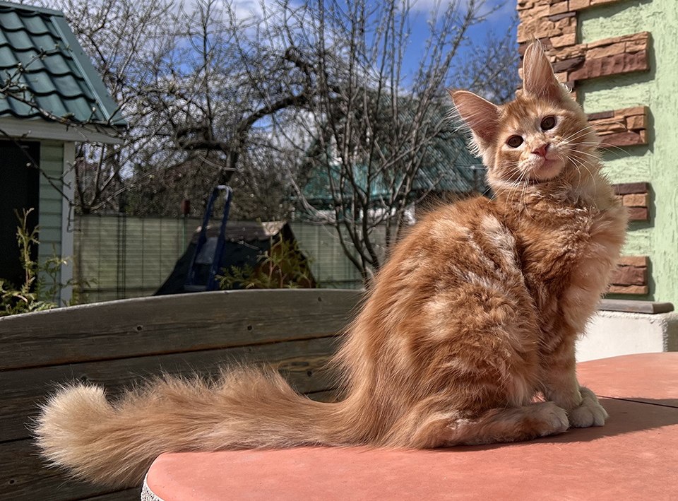 mainecoon kittens