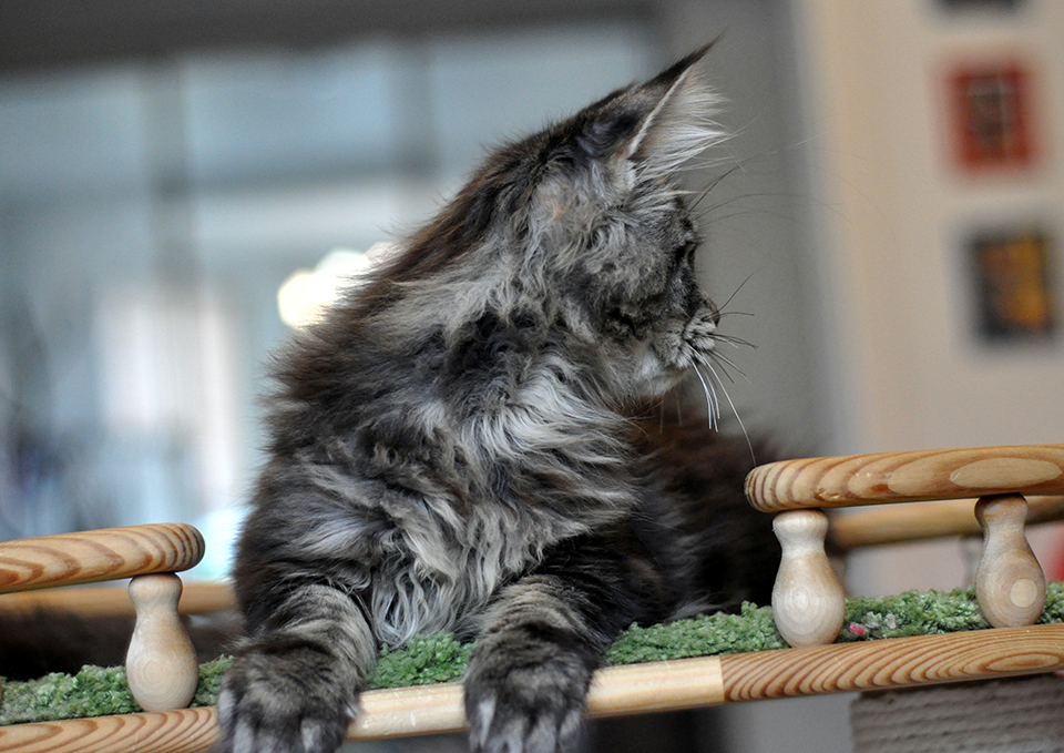 maine coon kitten available