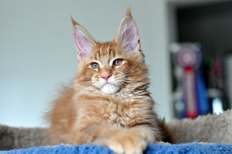 maine coon kitten