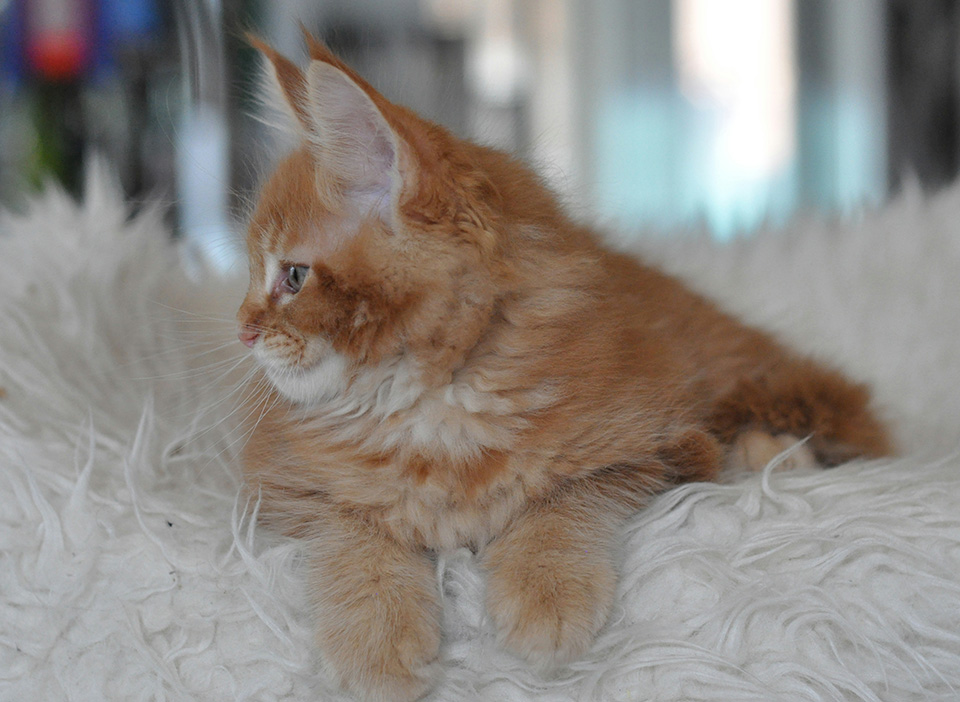 maine coon kitten