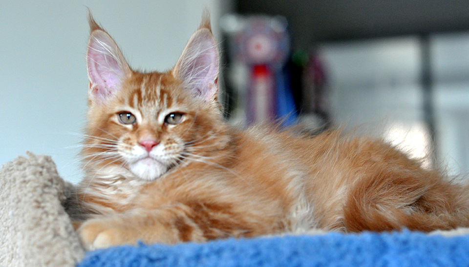 maine coon kitten