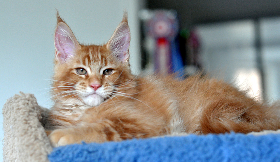 maine coon kitten котята мейн кун