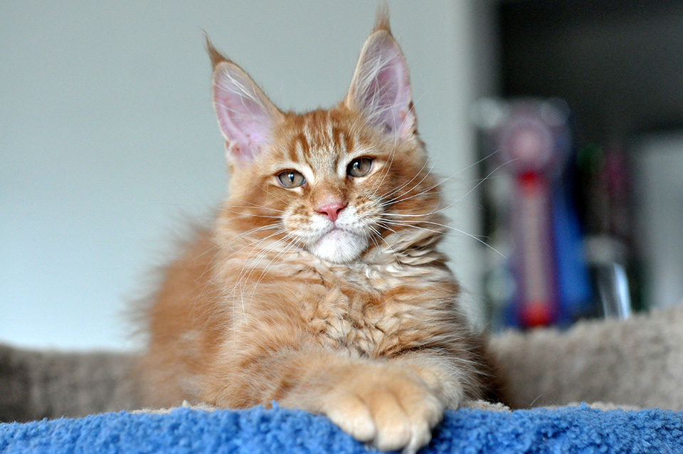 maine coon kitten котята мейн кун