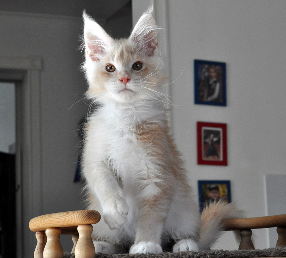 Вернер серебряный котенок мейн кун