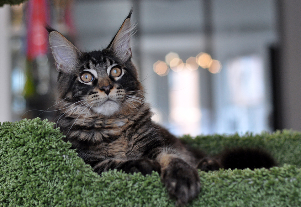 maine coon kittens