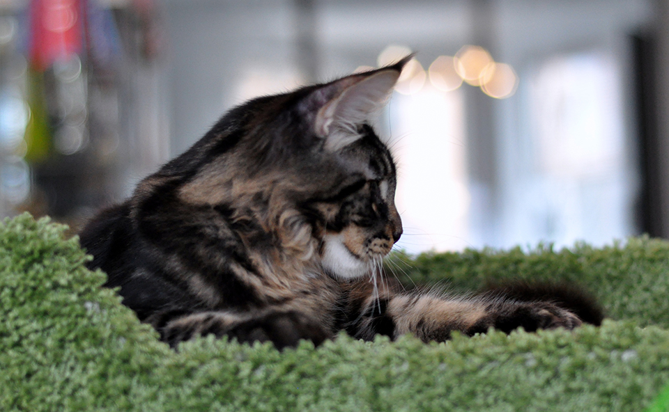 Caramel’s Willie, very beautiful cat! maine coon