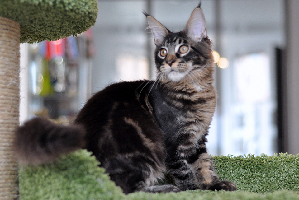 Caramel’s Willie, very beautiful cat! maine coon