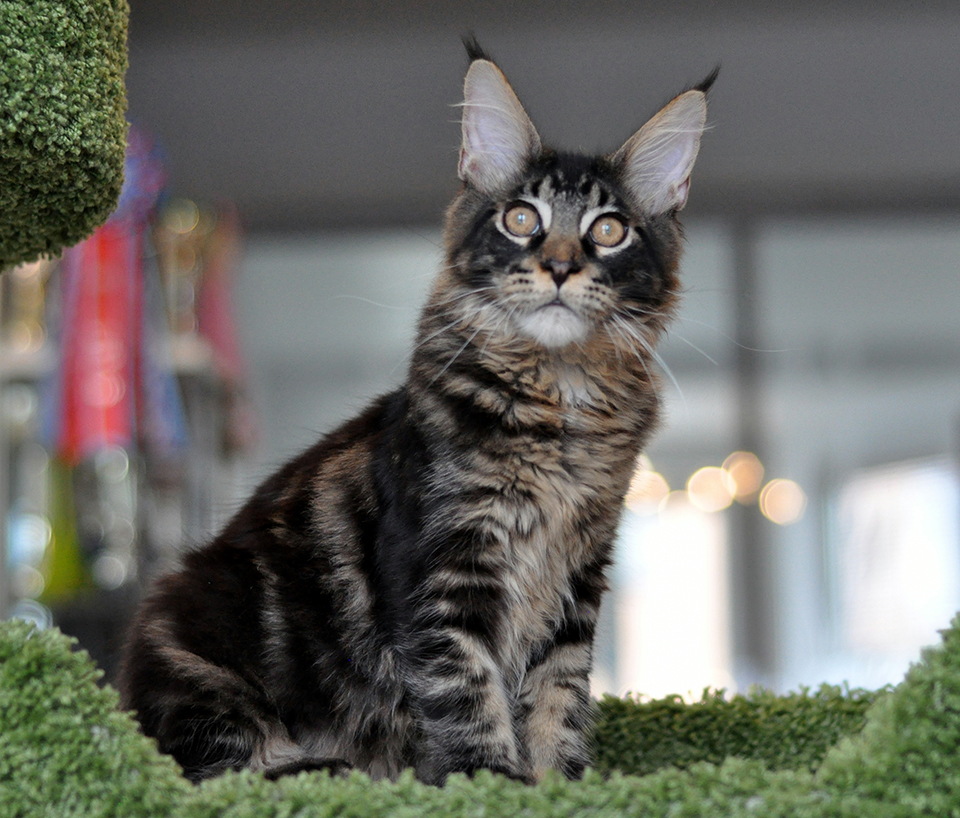 Caramel’s Willie, very beautiful cat! maine coon