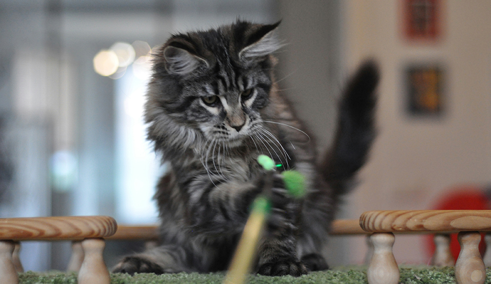 maine coon kitten available