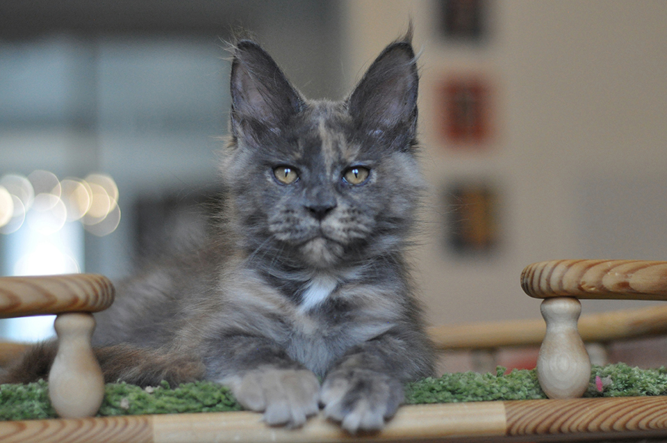 mainecoon kitten 