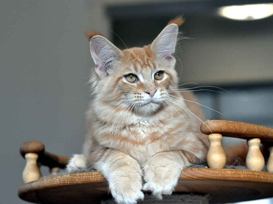 рыжие котята мейн кун питомник Caramel