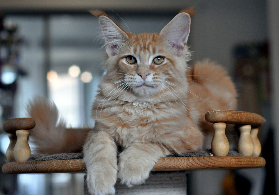 mainecoon kittens red