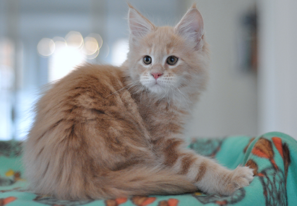 Perseus, Maine Coon kitten Caramel Kennel