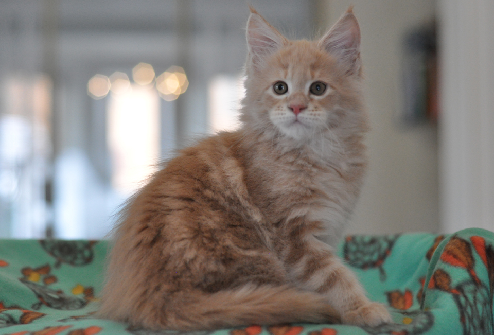 Perseus, Maine Coon kitten Caramel Kennel