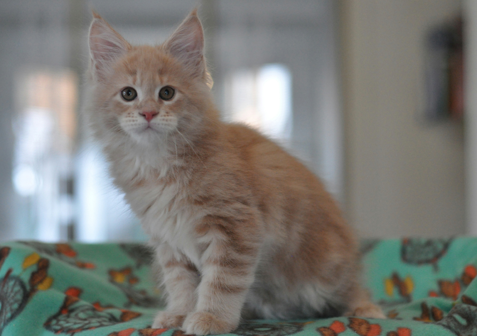 Perseus, Maine Coon kitten Caramel Kennel