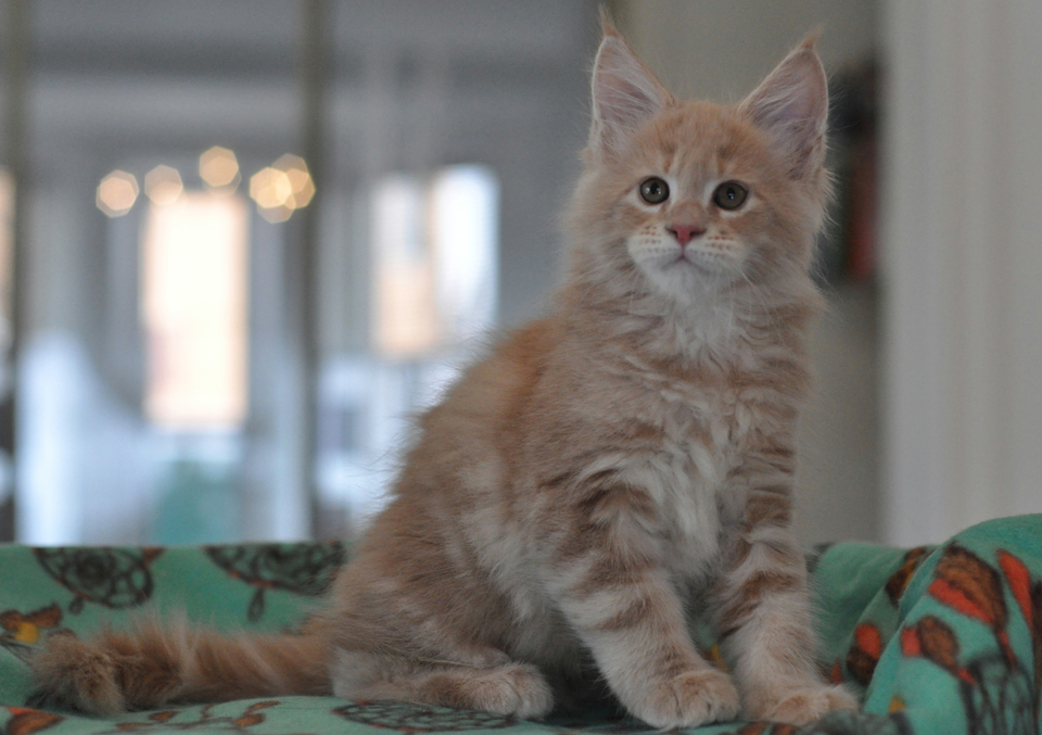 Perseus, Maine Coon kitten Caramel Kennel