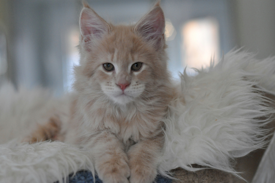 Perseus, Maine Coon kitten Caramel Kennel