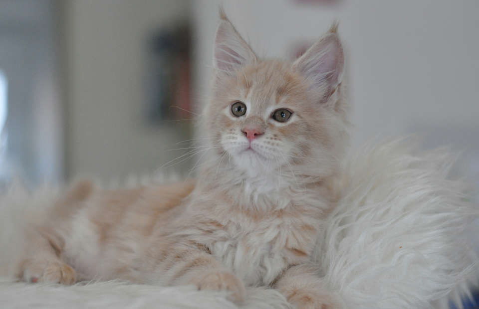 Perseus, Maine Coon kitten Caramel Kennel