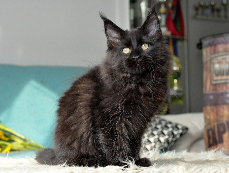 maine coon kitten, cattery Caramel