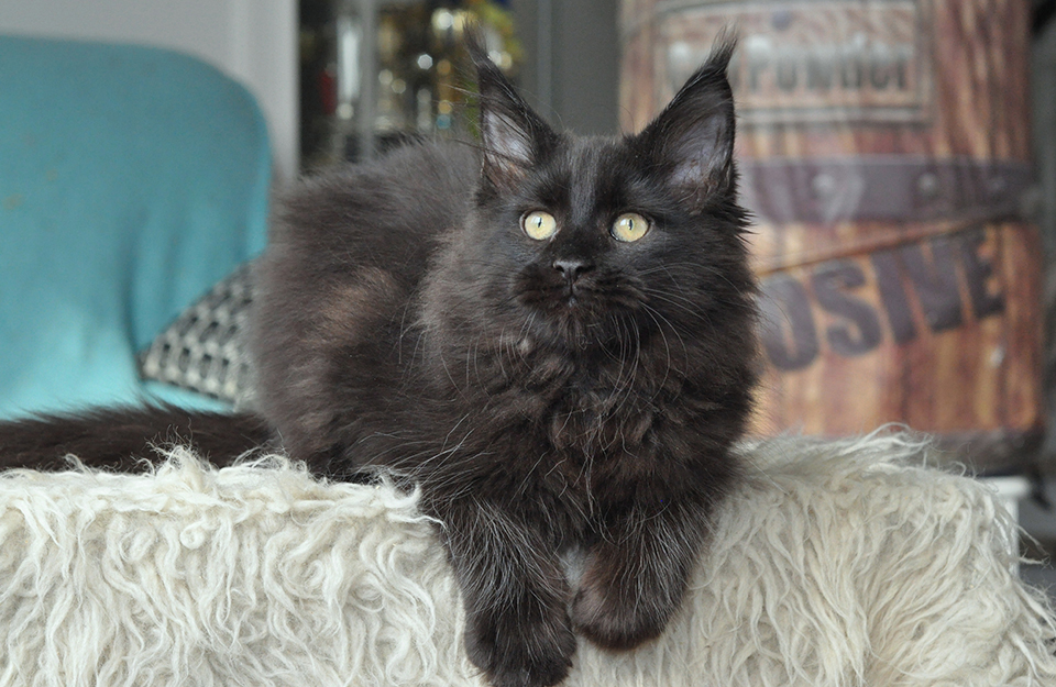 maine coon kitten, cattery Caramel