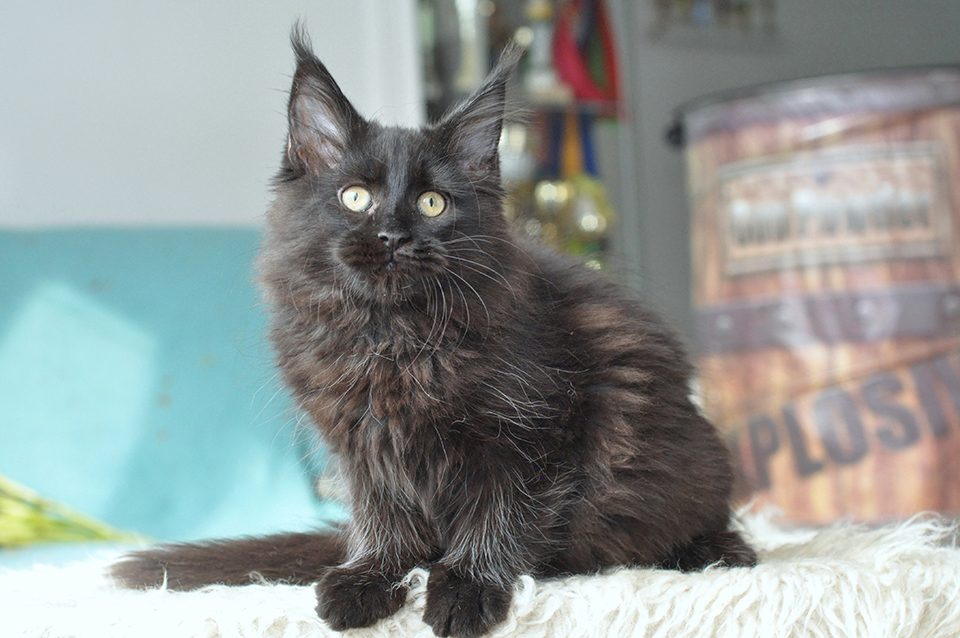 maine coon kitten, cattery Caramel