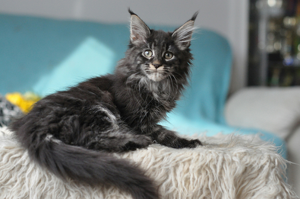 Caramel's Prima, black classic tabby , maine coon, female