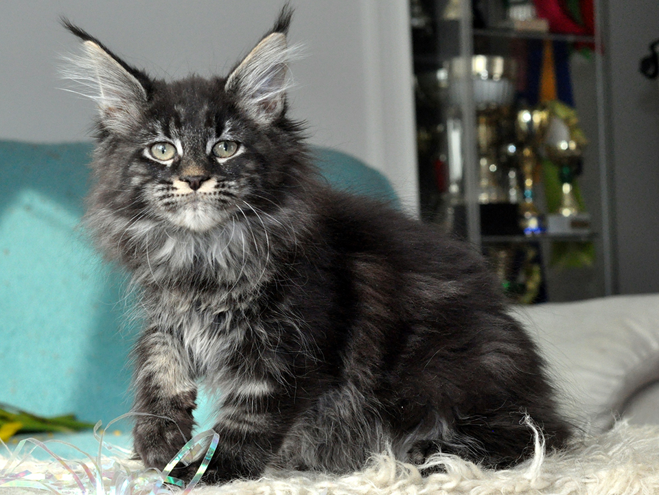 Caramel's Prima, black classic tabby , maine coon, female